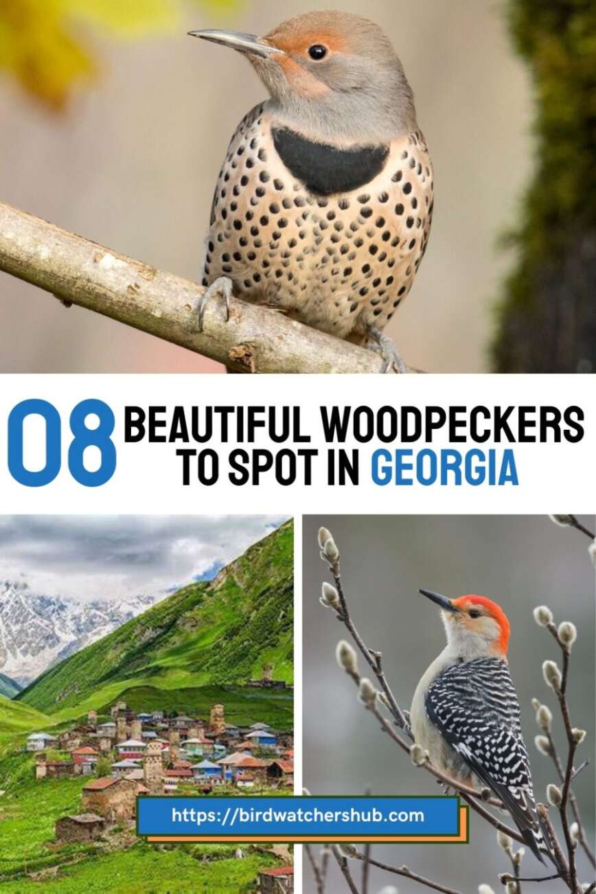 The 08 woodpeckers in Georgia