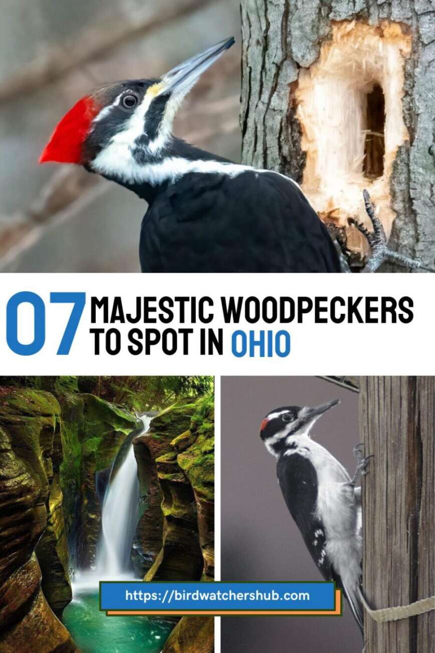 List of the Seven Woodpeckers in Ohio