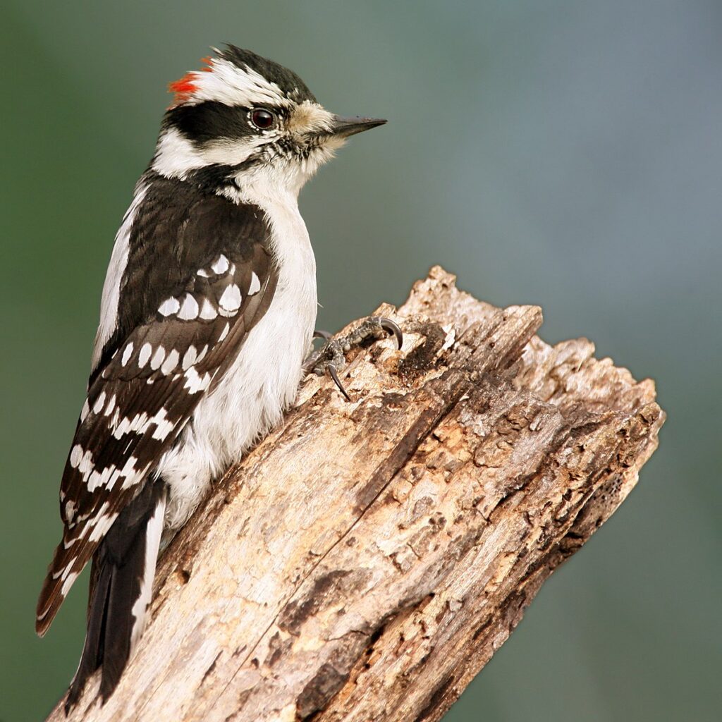 Downy Woodpecker perched on a tree branch in a Georgia woodland