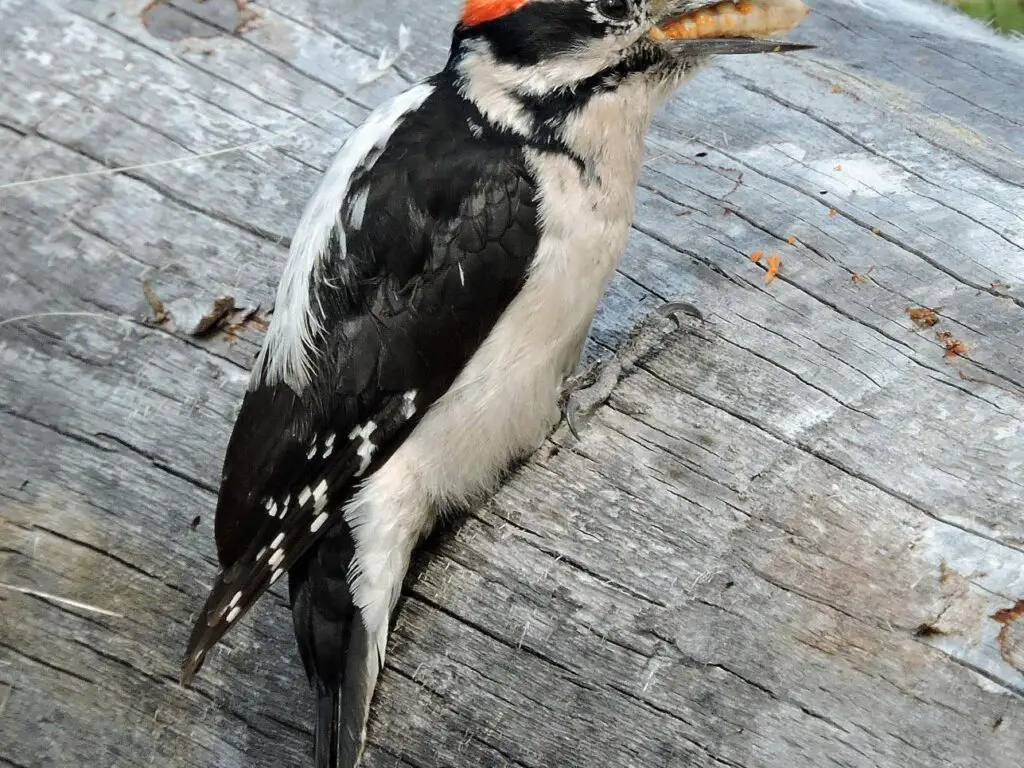 Hairy Woodpecker foraging on a tree in a Georgia woodland