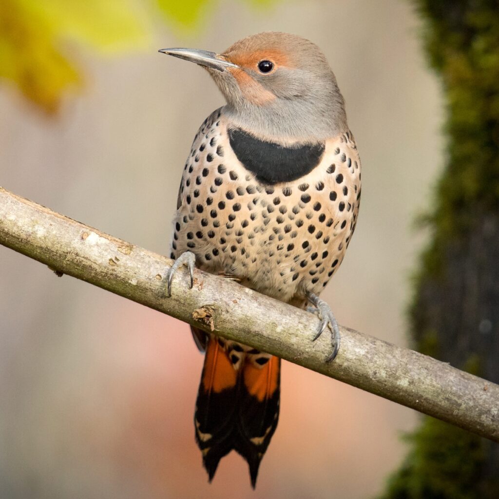 Northern Flicker perched on a tree in a Georgia woodland
