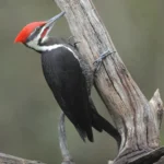 Pileated Woodpecker in Arkansas