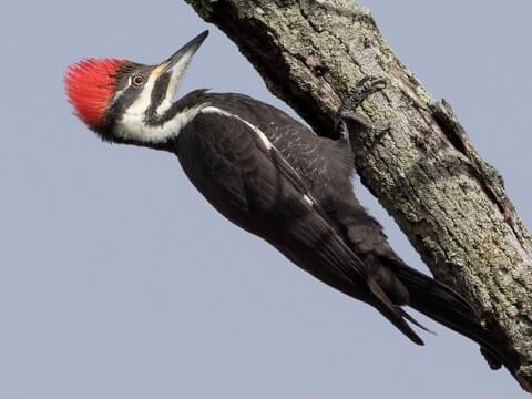 Pileated Woodpecker perched on a tree in a Georgia forest
