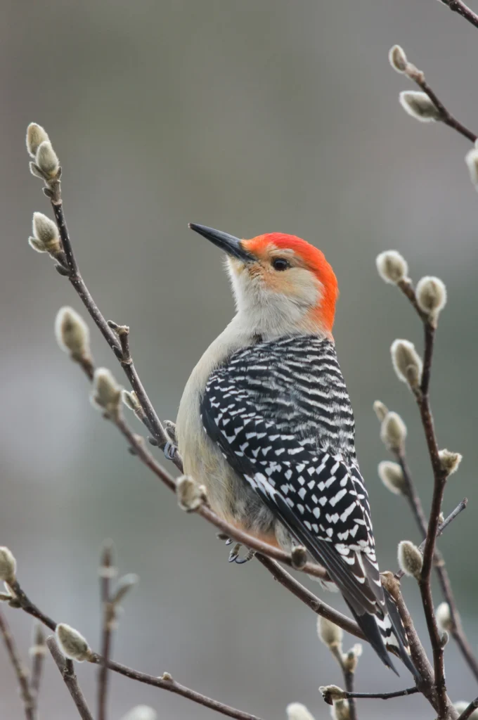 Red-bellied Woodpeckers in Georgia woodland