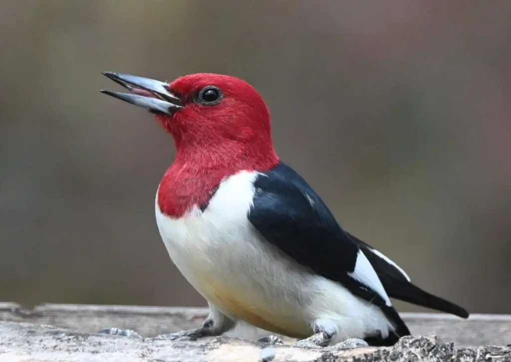Red-headed Woodpecker perched in georgia