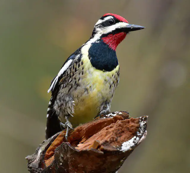Yellow-bellied Sapsucker perched on a tree trunk