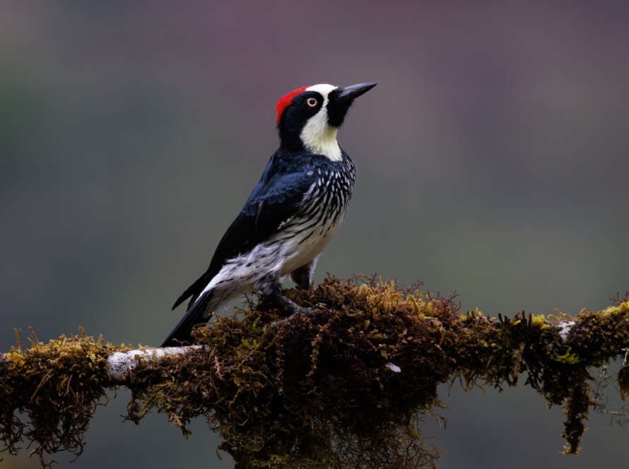 Encounter the Acorn Woodpecker, a charismatic resident of Colorado's woodlands, known for its striking facial patterns and habit of storing acorns in tree bark.